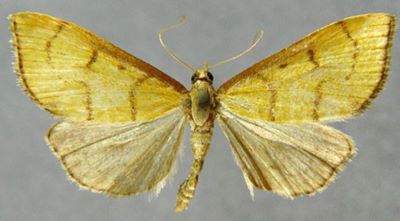 Pionea crocealis var. signatalis (Caradja, 1916)