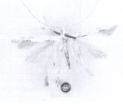 Spanioptila spinosum (Walsingham, 1897)