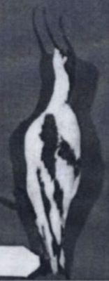 Recurvirostra avosetta (Linnaeus, 1758)