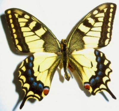 papilio machaon machaon f. britannicus; Papilio machaon machaon (Linnaeus, 1758) f. britannicus (Spengel, Seitz, 1906)