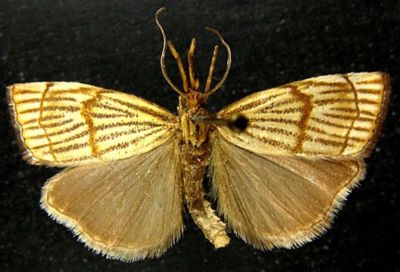 Crambus craterellus var. caspicus (Caradja, 1910)