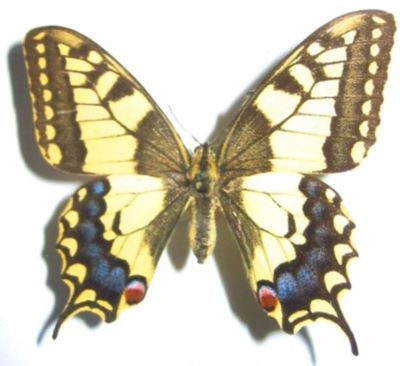 papilio machaon machaon f. dissoluta; Papilio machaon machaon (Linnaeus, 1758) f. dissoluta (Schulz)