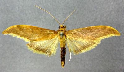 Crocidophora zonalis (Caradja, 1925)