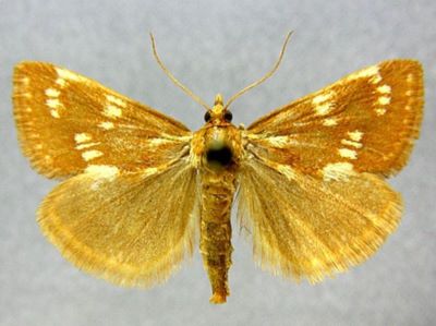 Phlyctaenodes pustulalis var. orientalis (Caradja, 1916)