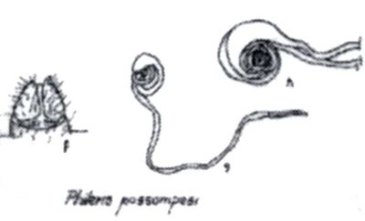 Phileris possompesi (Tsacas and Weinberg, 1976)