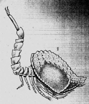 Campylaspis clavata (Lomakina, 1952)