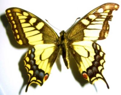 Papilio machaon machaon (Linnaeus, 1758)