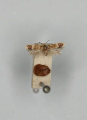 Nepticula lusatica (Schütze)