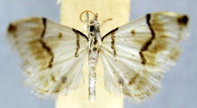 Trichophysetis exquisitalis (Caradja, 1927)