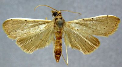 Pagyda nitidalis (Pagenstecher, 1900)