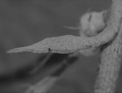 șarpe-frunză malgaș; Langaha madagascariensis syn. Langaha crista-galli, Langaha nasuta