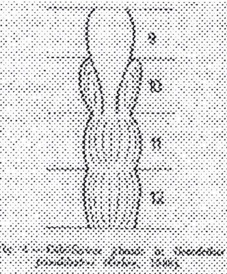 Octodrilus frivaldszkyi (Örley, 1880)