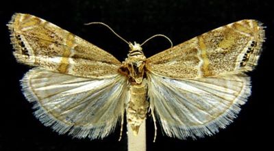Euchromius gartheellus (Derra, 1985)