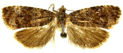 Argyroploce lapideana f. bartellana (Caradja, 1916)