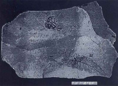 ilex irregularis - holotip; Ilex irregularis (Givulescu, 1974)