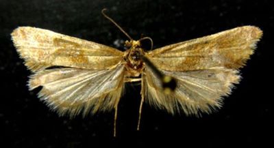 Cochylis amoenana var. alaiana (Caradja, 1916)