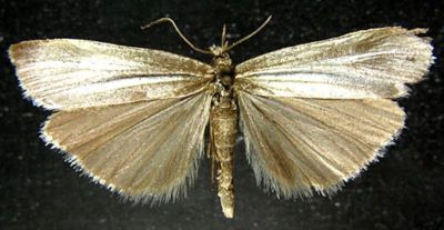 Crambus rostellus var. nigerrimus (Caradja, 1916)