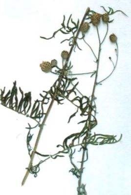 pesmă; Centaurea atropurpurea (Linnaeus, 1803)