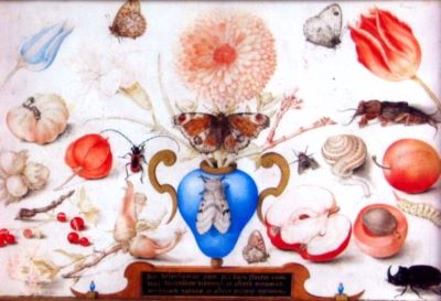 pictură - Hoefnagel, Joris; Natură moartă cu melc