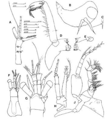 Mesopodopsis aegyptia (Wittmann, 1992)