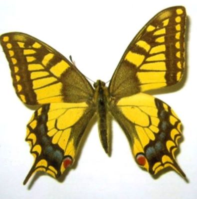 papilio machaon machaon f. asiatica; Papilio machaon machaon (Linnaeus, 1758) f. asiatica (Ménetries, 1855)