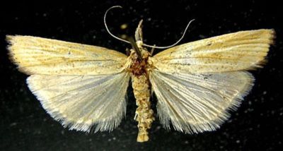 Crambus geniculeus var. andalusiellus (Caradja, 1910)