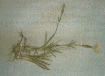 garofiță; Dianthus petraeus (Waldst. et Kit.), ssp. spiculifolius (Schur) (Ciocârlan)