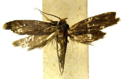 Metanomeuta fulvicrinis (Meyrick, 1935)