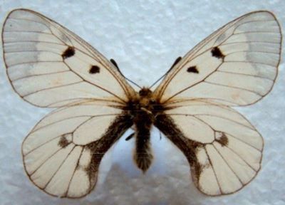 Parnassius mnemosyne (Linnaeuas, 1758) ssp. distinctus (Bryk & Eisner, 1930)