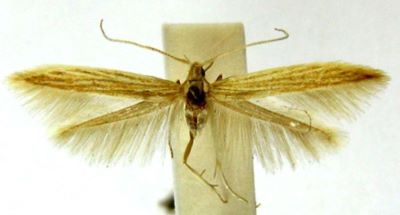 Coleophora atlanticella (Rebel, 1896)