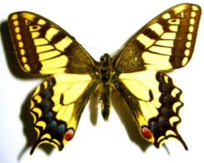 papilio machaon machaon f. bipunctata; Papilio machaon machaon (Linnaeus, 1758) f. bipunctata (Eimer, 1895)