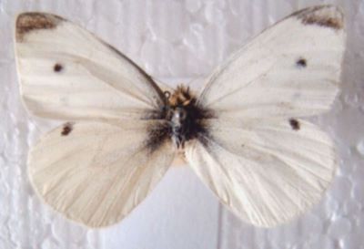 Pieris rapae rapae (Linnaeus, 1758)