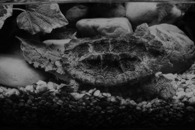 țestoasă matamata; Chelus fimbriatus