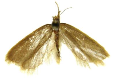 Cryptolechia isomichla (Meyerick, 1938)