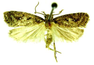 depressaria mongolicella var. grisella; Depressaria mongolicella (Chretien) var. grisella (Caradja, 1920)
