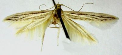Coleophora praecipua ab. leucanthella (Caradja, 1920)