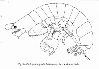 Cheiriphotis quadrichelatus (Ortiz and Lalana, 1997)