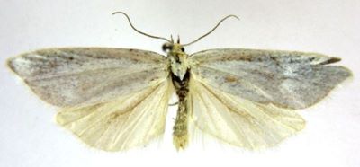 cnephasia argentana var. colossa; Cnephasia argentana (Clerck) var. colossa (Caradja, 1916)