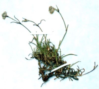 ipcărige; Gypsophila petraea (Baumg.) (Rchb., 1832)