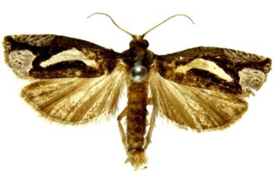 Epiblema foenella var. circumflexana (Caradja, 1916)