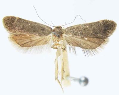 Tachyptilia suberiella (Caradja, 1920)
