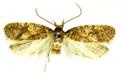 Depressaria archangelicella (Caradja, 1920)