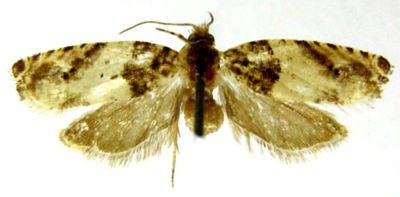 Gypsonoma incarnana var. majorana (Caradja, 1916)