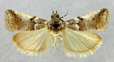 Acrobasis glaucella var. anatolica Caradja, 1916