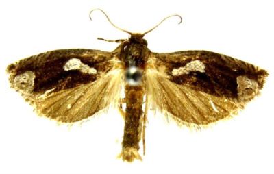 Epiblema foenella var. accentana (Caradja, 1916)