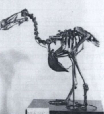 dodo sau Dront; Didus ineptus (Linnaeus, 1758) - schelet