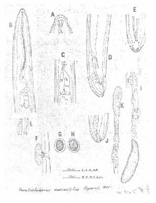Paratrichodorus macrostylus (Popovici, 1990)