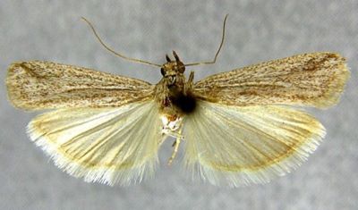 Staudingeria holophaeella (Rebel, 1910)