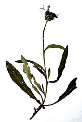 vinețele; Centaurea pinnatifida (Schur, 1866)
