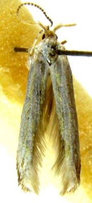 Coleophora quercivorella (Căpușe, 1971)